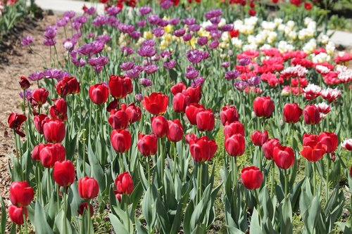 tulips  red  white