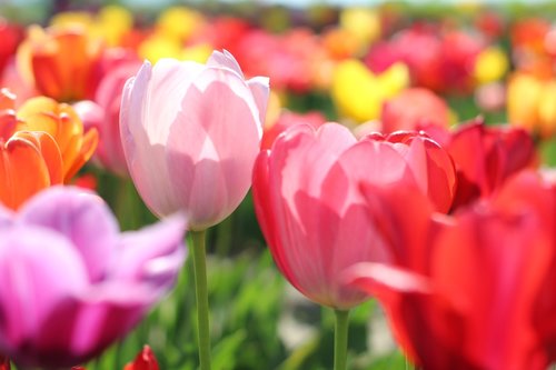 tulips  bloom  colorful