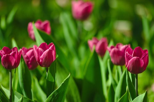 tulips  pink  spring