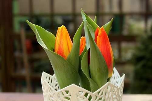 tulips  spring flowers  harbingers of spring
