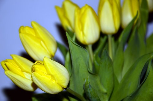 tulips  flowers  yellow