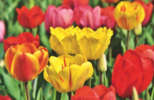 tulips  tulip field  bloom