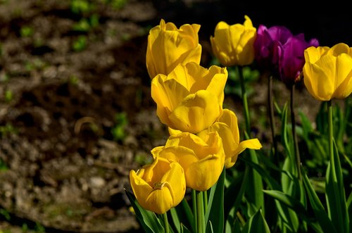tulips  yellow  spring