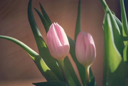 tulips  pink  flowers
