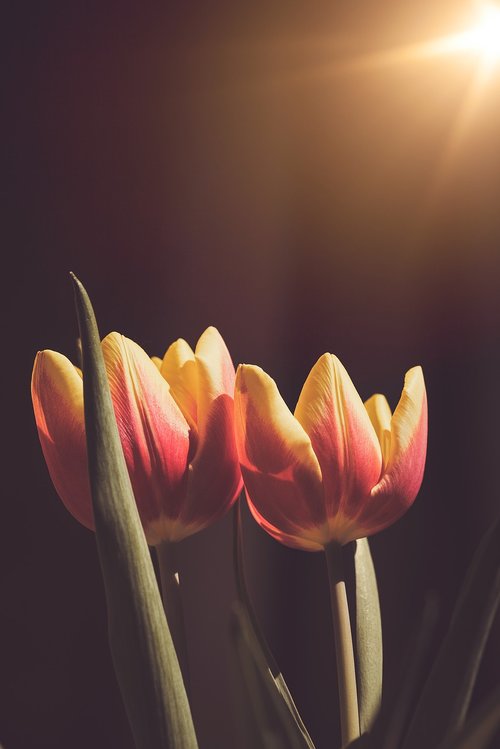 tulips  flowers  orange