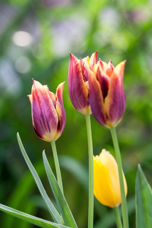 tulips  tulip  plant