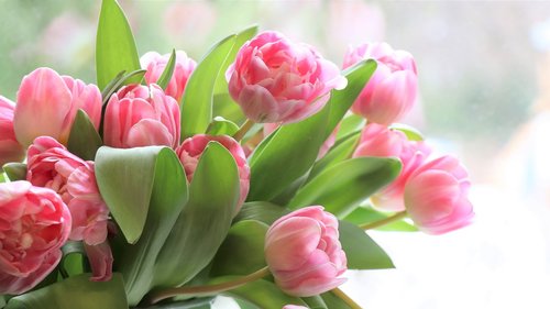 tulips  flowers  flower
