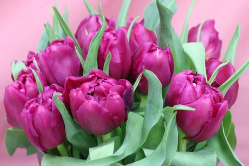 tulips  bouquet  purple