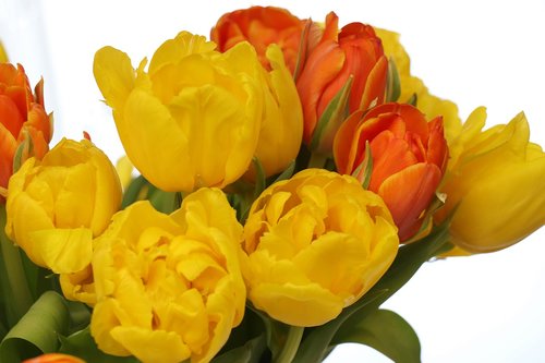 tulips  bouquet  yellow