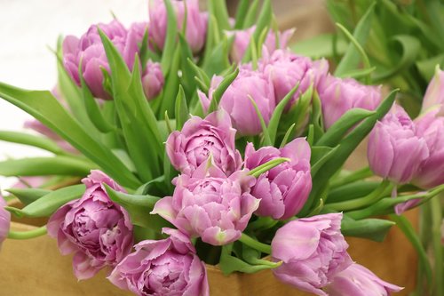 tulips  bouquet  pink