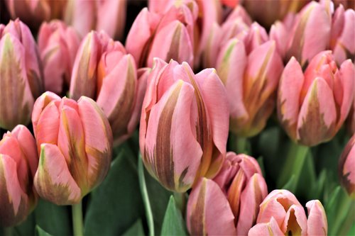 tulips  tulip  bouquet