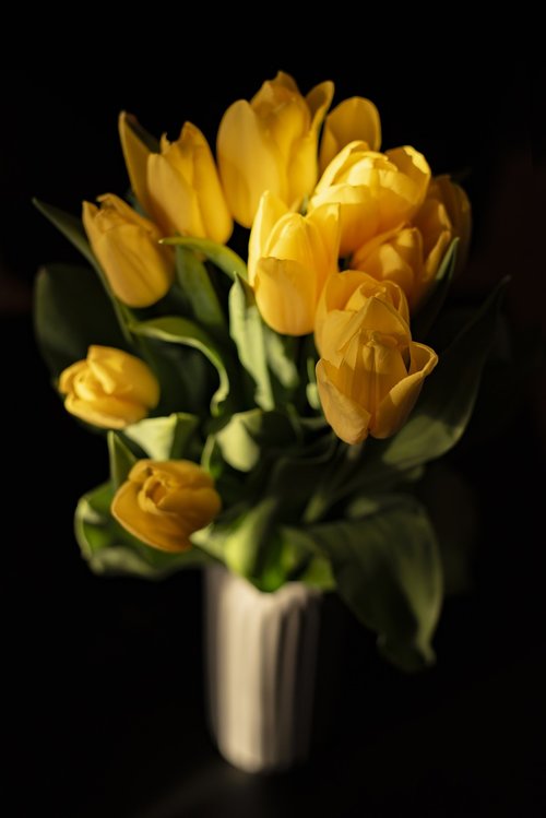 tulips  yellow tulips  yellow