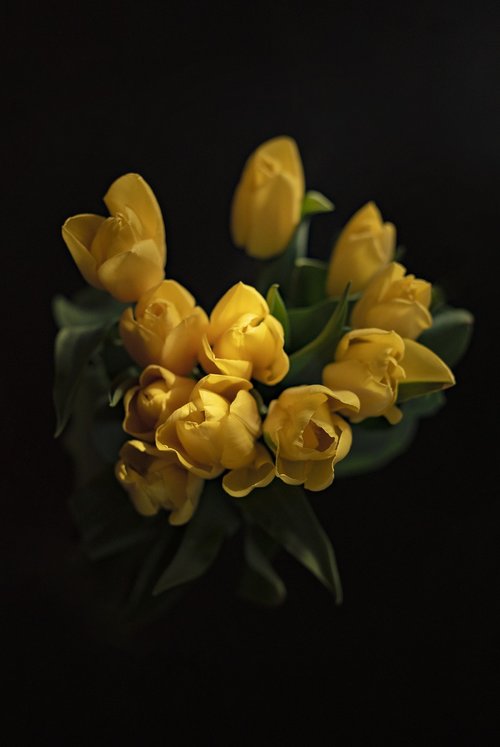 tulips  yellow tulips  yellow