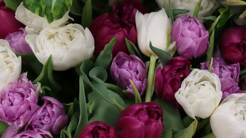 tulips  bouquet  spring