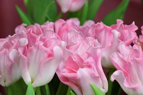 tulips  flowers  pink