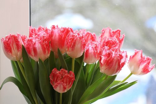 tulips  bouquet  window