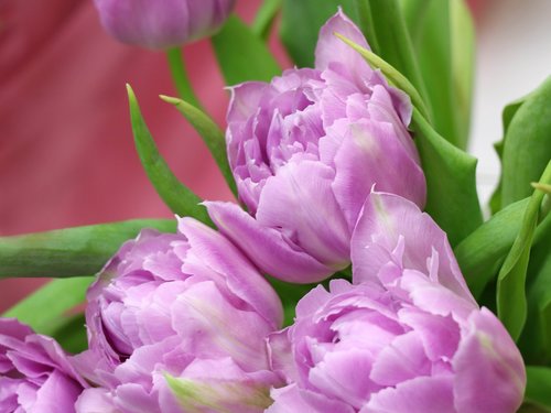 tulips  tulip  spring