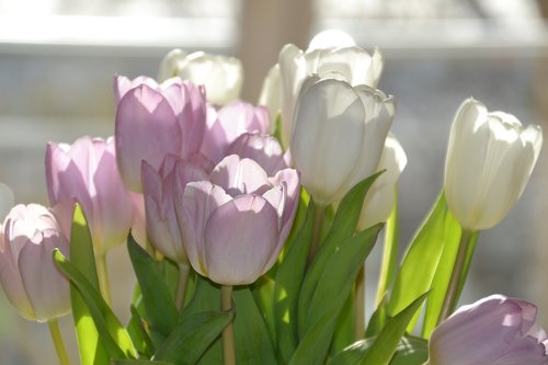 tulips  spring  light