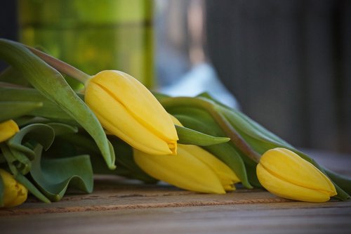 tulips  yellow tulips  bouquet