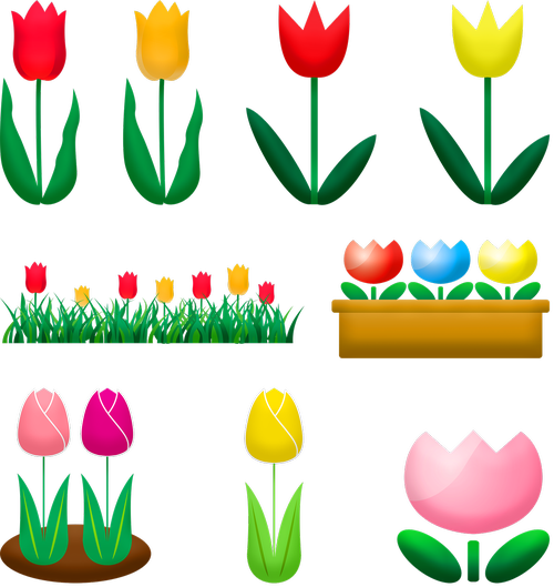 tulips  garden tulip  spring