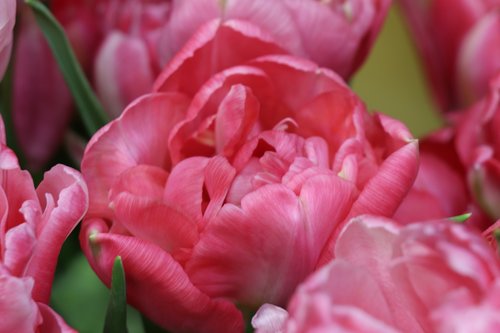 tulips  tulip  pink