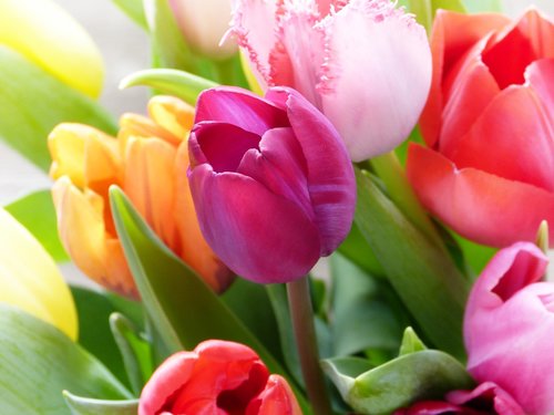 tulips  tulip bouquet  colorful