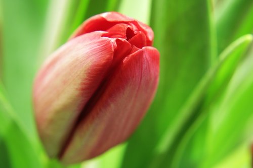 tulips  green flower  nature