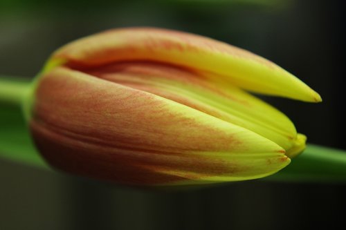 tulips  tulip  orange
