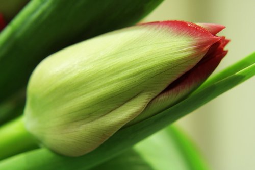 tulips  spring  green