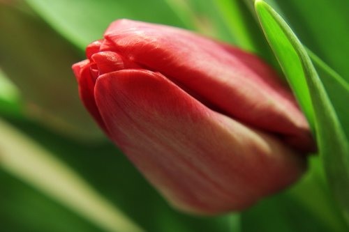 tulips  spring  green flower