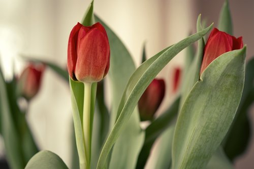 tulips  flowers  red
