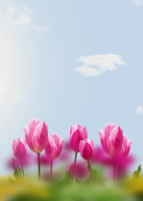 tulips  sky  flowers