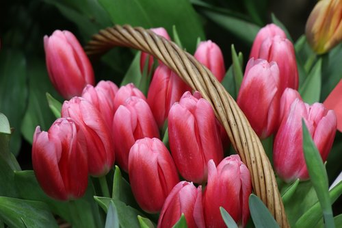 tulips  bouquet  basket