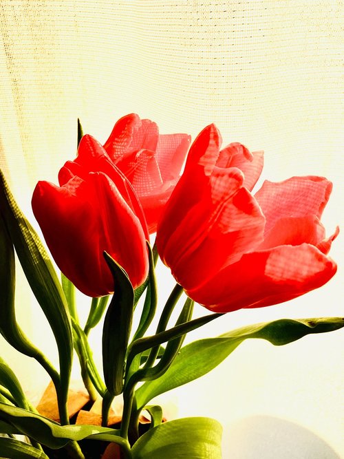 tulips  red  pink