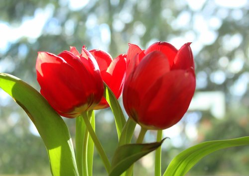 tulips  tulip  red