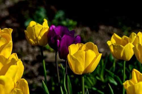 tulips  spring  nature