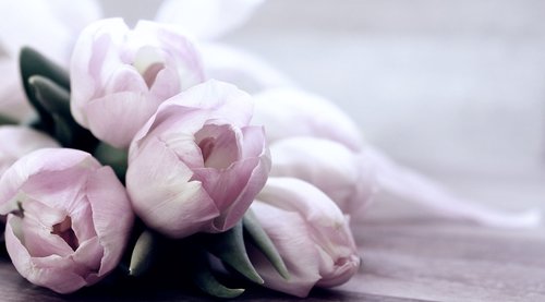 tulips  tulipa  flowers