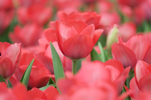 tulips  flower  the ball flowers