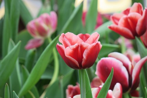 tulips  flower  the ball flowers