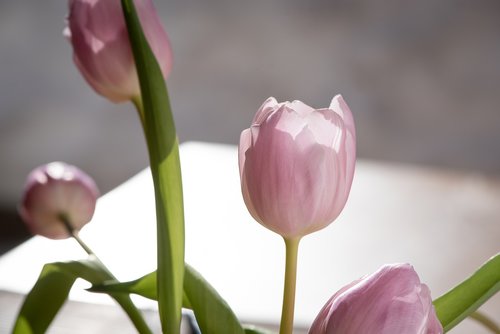 tulips  pink  spring