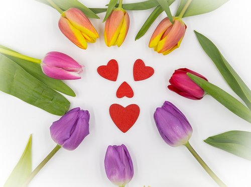 tulips  tulips heart  spring