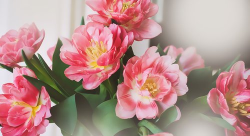 tulips  flowers  bouquet