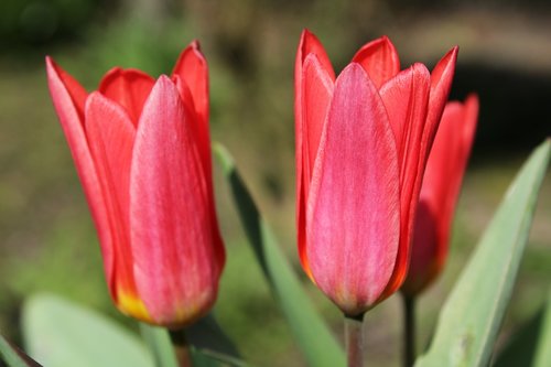 tulips  green flower  nature