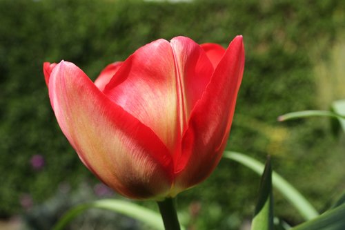 tulips  green flower  nature