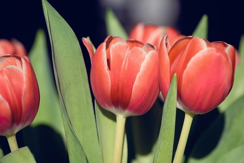 tulips  flowers  red