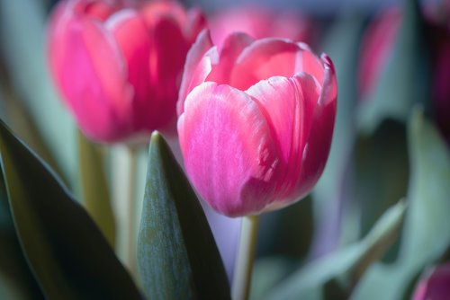 tulips  pink  pink garden