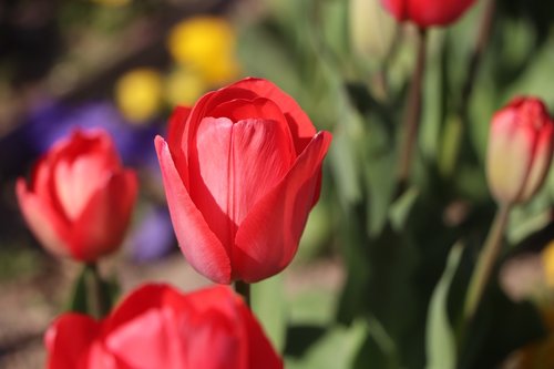 tulips  flower  green