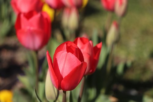tulips  flower  green