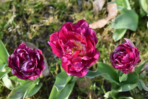 tulips  flowers  flower