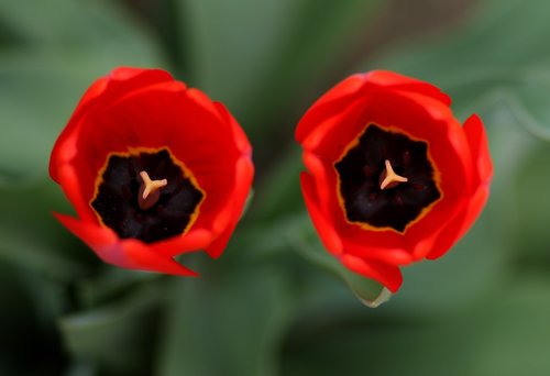 tulips  two  red